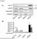 Fig. 09 - METHODS OF DIAGNOSING, DETERMINING THE PROGRESSION OF, AND TREATING A PROSTATE CANCER