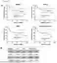 Fig. 22 - METHODS OF DIAGNOSING, DETERMINING THE PROGRESSION OF, AND TREATING A PROSTATE CANCER