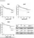 Fig. 37 - METHODS OF DIAGNOSING, DETERMINING THE PROGRESSION OF, AND TREATING A PROSTATE CANCER