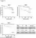 Fig. 38 - METHODS OF DIAGNOSING, DETERMINING THE PROGRESSION OF, AND TREATING A PROSTATE CANCER