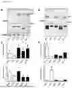 Fig. 44 - METHODS OF DIAGNOSING, DETERMINING THE PROGRESSION OF, AND TREATING A PROSTATE CANCER