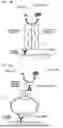 Fig. 04 - METHOD FOR MEASURING ACTIVITY OR CONCENTRATION OF ALKALINE PHOSPHATASE CONTAINED IN EXTRACELLULAR VESICLE IN SAMPLE, POLYPEPTIDE MOLECULE, METHOD FOR PRODUCING THE SAME, AND CALIBRATOR