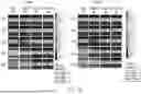 Fig. 11 - METHODS OF TREATING PATIENTS EXHIBITING A PRIOR FAILED THERAPY WITH HYPOIMMUNOGENIC CELLS