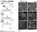 Fig. 02 - METHODS OF ON DEMAND IN VIVO PHOTOTAGGING