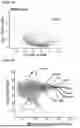 Fig. 13 - METHODS OF ON DEMAND IN VIVO PHOTOTAGGING
