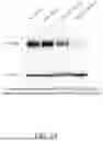 Fig. 17 - GENERATION OF INDUCED PLURIPOTENT STEM CELLS (IPSCs) WITH GLUT2 MUTATION OR FOXA2 DELETION, METHODS OF PREPARING SAME, AND METHODS OF USING SAME