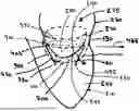 Fig. 01 - Corded Leaflet Free Edge Valve