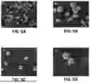 Fig. 06 - ON-DEMAND RELEASE OF ANTIBIOTIC COMPOSITION AND METHOD FOR TREATING INFECTIONS