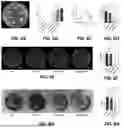 Fig. 07 - ON-DEMAND RELEASE OF ANTIBIOTIC COMPOSITION AND METHOD FOR TREATING INFECTIONS