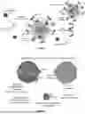 Fig. 03 - CONTROLLED EXPRESSION OF THERAPEUTICALLY RELEVANT BIOMOLECULES FOR LUMEN-LOCALIZED PAYLOADS IN BIOMIMETIC NANOVESICLES AND EXOSOMES