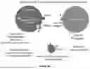 Fig. 04 - CONTROLLED EXPRESSION OF THERAPEUTICALLY RELEVANT BIOMOLECULES FOR LUMEN-LOCALIZED PAYLOADS IN BIOMIMETIC NANOVESICLES AND EXOSOMES