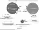 Fig. 05 - CONTROLLED EXPRESSION OF THERAPEUTICALLY RELEVANT BIOMOLECULES FOR LUMEN-LOCALIZED PAYLOADS IN BIOMIMETIC NANOVESICLES AND EXOSOMES