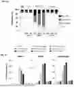 Fig. 06 - NOVEL POLYINOSINIC- POLYCYTIDYLIC ACID COMPOSITIONS