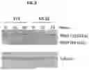 Fig. 07 - NOVEL POLYINOSINIC- POLYCYTIDYLIC ACID COMPOSITIONS