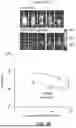 Fig. 32 - MULTI-SWITCH RECEPTOR ARRAYS AND METHODS FOR IMPROVING IMMUNE CELL FUNCTION