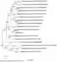 Fig. 09 - PHARMACEUTICAL COMPOSITION, MEGASPHAERA, AND USE THEREOF