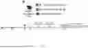 Fig. 08 - IMPROVED CORONAVIRUS VACCINE