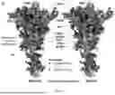Fig. 30 - IMPROVED CORONAVIRUS VACCINE