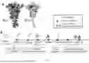 Fig. 32 - IMPROVED CORONAVIRUS VACCINE