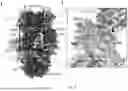Fig. 41 - IMPROVED CORONAVIRUS VACCINE