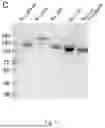Fig. 47 - IMPROVED CORONAVIRUS VACCINE