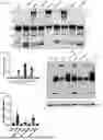 Fig. 03 - COMPOSITIONS AND METHODS FOR INCREASING VIRAL NUCLEOCAPSID PROTEIN DIMERIZATION