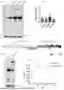 Fig. 04 - COMPOSITIONS AND METHODS FOR INCREASING VIRAL NUCLEOCAPSID PROTEIN DIMERIZATION