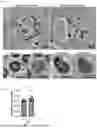 Fig. 07 - COMPOSITIONS AND METHODS FOR INCREASING VIRAL NUCLEOCAPSID PROTEIN DIMERIZATION