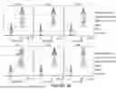 Fig. 05 - ANTIGEN-RECOGNIZING RECEPTORS TARGETING B7-H3 AND USES THEREOF