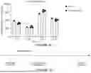 Fig. 06 - ANTIGEN-RECOGNIZING RECEPTORS TARGETING B7-H3 AND USES THEREOF