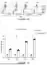 Fig. 30 - ANTIGEN-RECOGNIZING RECEPTORS TARGETING B7-H3 AND USES THEREOF