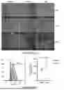 Fig. 32 - ANTIGEN-RECOGNIZING RECEPTORS TARGETING B7-H3 AND USES THEREOF