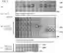 Fig. 07 - Flow Cytometer With Adjustable Positional Offset Sort Deflection Plates And Methods Of Using The Same
