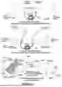 Fig. 106 - System and method for a viral molecular network utilizing mobile devices