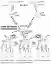 Fig. 38 - System and method for a viral molecular network utilizing mobile devices