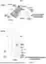 Fig. 82 - System and method for a viral molecular network utilizing mobile devices