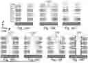 Fig. 15 - 3D SEMICONDUCTOR DEVICES AND STRUCTURES WITH MEMORY CELLS