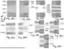 Fig. 48 - 3D SEMICONDUCTOR DEVICES AND STRUCTURES WITH MEMORY CELLS