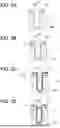 Fig. 04 - MANUFACTURING METHOD OF METAL OXIDE SEMICONDUCTOR TRANSISTOR