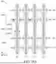 Fig. 59 - GATE SIDEWALL STRUCTURES OF SEMICONDUCTOR DEVICES AND METHODS OF FORMING THE SAME