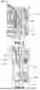 Fig. 03 - Multi-Species Cervical Spine Extension