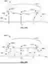Fig. 47 - PARTIALLY DEACYLATED POLY(2-ETHYL-2-OXAZOLINE) ANTIPATHOGEN APPARATUS AND METHOD OF USE THEREOF