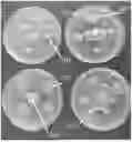 Fig. 01 - ENDOPHYTE COMPOSITIONS AND METHODS FOR IMPROVED PLANT HEALTH