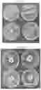 Fig. 02 - ENDOPHYTE COMPOSITIONS AND METHODS FOR IMPROVED PLANT HEALTH