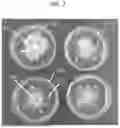 Fig. 03 - ENDOPHYTE COMPOSITIONS AND METHODS FOR IMPROVED PLANT HEALTH