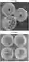 Fig. 04 - ENDOPHYTE COMPOSITIONS AND METHODS FOR IMPROVED PLANT HEALTH