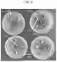 Fig. 05 - ENDOPHYTE COMPOSITIONS AND METHODS FOR IMPROVED PLANT HEALTH
