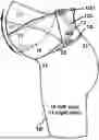 Fig. 01 - Maternity Pants and Maternity Leggings Having an Integral User-Adjustable Belly-Support Band