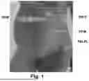 Fig. 02 - Maternity Pants and Maternity Leggings Having an Integral User-Adjustable Belly-Support Band