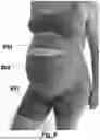 Fig. 11 - Maternity Pants and Maternity Leggings Having an Integral User-Adjustable Belly-Support Band